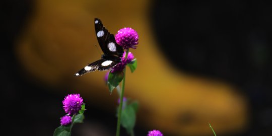 Budidaya Kupu-kupu Lewat Pemanfaatan RTH di Kalimalang