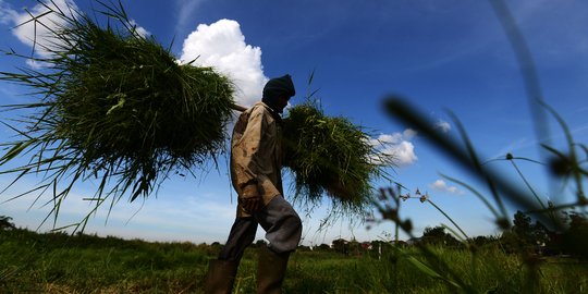 Potret Kakek Pencari Rumput untuk Pakan Ternak di Jakarta