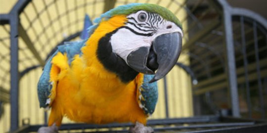 Kehabisan Pakan, Ratusan Burung Dilindungi Terancam Mati