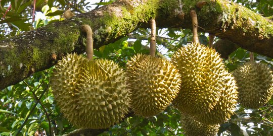 Masuk Musim Panen, Petani Durian Raup Hingga Rp 200 Juta