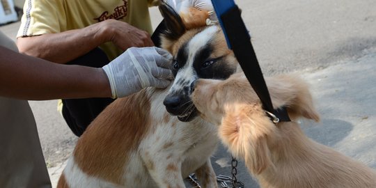 Cegah Rabies, Petugas Dinas KPKP Suntik Vaksin ke Kucing dan Anjing