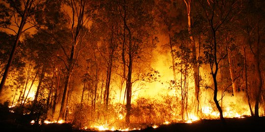 Sepekan 2019, 66 Hektare Hutan di Riau Terbakar Tapi Belum Ada Tersangka