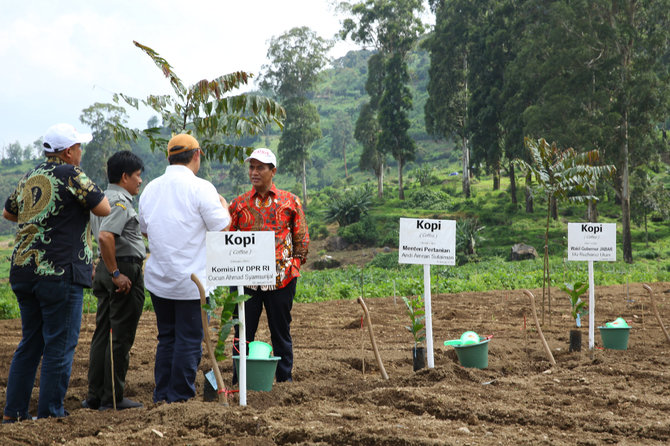 mentan amran sulaiman bantu bibit kopi