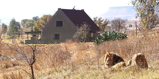 Sensasi Tidur Dikelilingi 77 Singa Dewasa di Lion House, Afrika Selatan