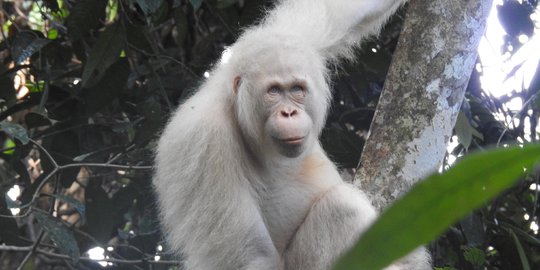 Kondisi Alba Si Orangutan Albino Langka di Hutan Kalteng Terus Membaik