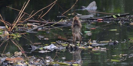 Potret Monyet Ekor Panjang Muara Angke Cari Makan di Antara Sampah
