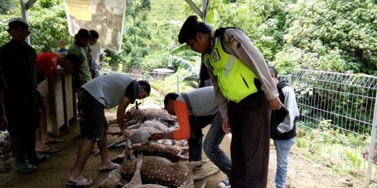 12 Ekor Rusa di Penangkaran Kebon Jahe Malang Mati, 2 Hilang