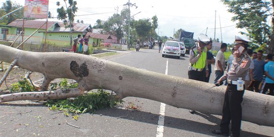 Pohon Berumur Puluhan Tahun Timpa Mobil di Jalan Trans Sulawesi