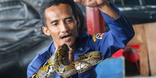 Cerita Abah Rizal, Petugas Damkar Sang Pawang Ular