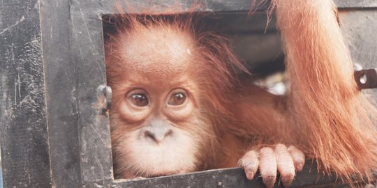 Warga Aceh Pelihara Anak Orangutan di Kandang Ayam