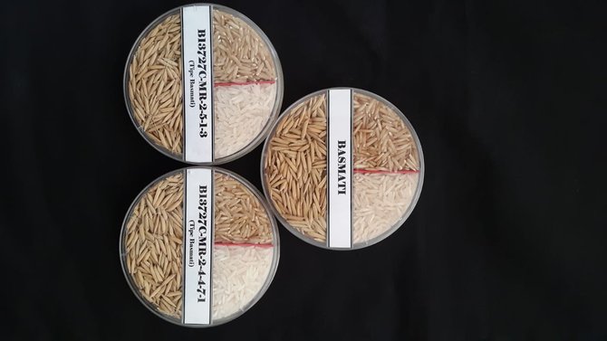 kementan kenalkan calon varietas unggul padi tipe khusus dan provitas tinggi