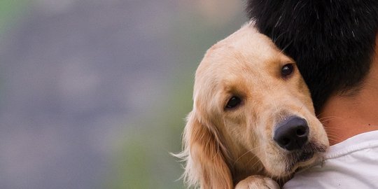 Biaya Punya Anak Kian Mahal, Pasangan di Korsel Pilih Pelihara Anjing