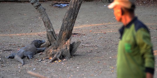 Tutup Taman Nasional Komodo, Gubernur Wajib Beri Solusi Ekonomi Warga Terdampak