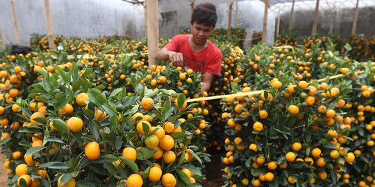 Begini Jeruk Keberuntungan yang Diburu Jelang Imlek