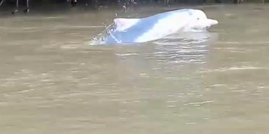 Diduga Tersesat, Lumba-Lumba Terlihat Berenang di Sungai Kualuh Sumut
