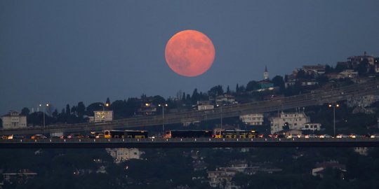 pohon kapas di bulan