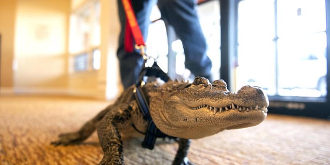 Ini Wally Anak Buaya Yang Jadi Hewan Pendukung Emosional Di