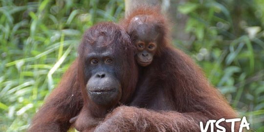 80 Persen Orangutan Kaltim Tinggal di Luar Area Konservasi, 1 Mati Jadi Sorotan Dunia