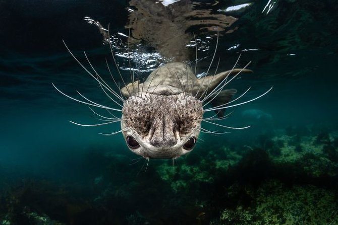 karya para pemenang ocean art underwater photo contest 2018