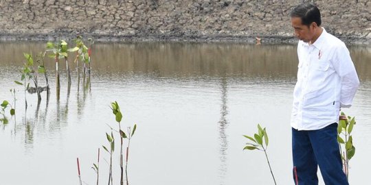 Ketika Jari Telunjuk Jokowi Berdarah Dipatil Udang di Muara Gembong