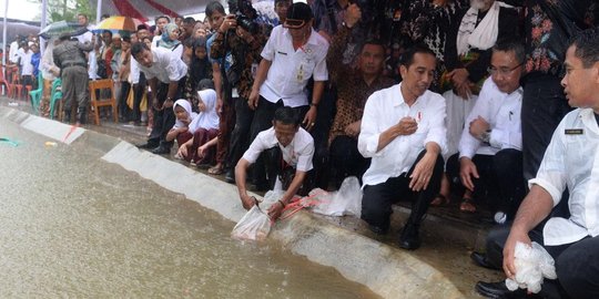 berdarah dipatil udang rev1