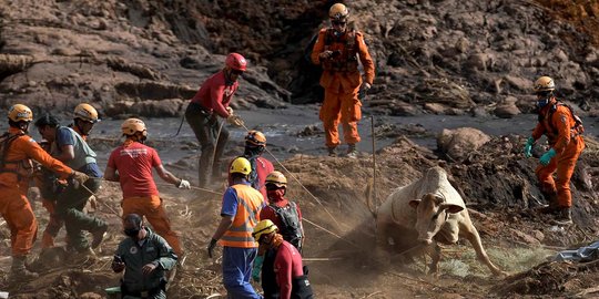 Dramatisnya Penyelamatan Sapi dari Lokasi Bendungan Jebol di Brasil