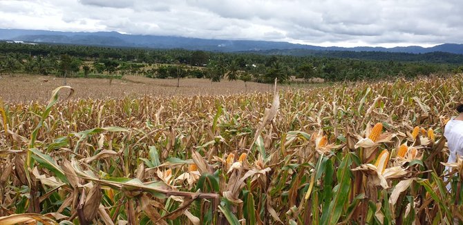 panen jagung