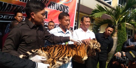 Jual Kulit Harimau, Seorang Petani di Langkat Ditangkap Polisi