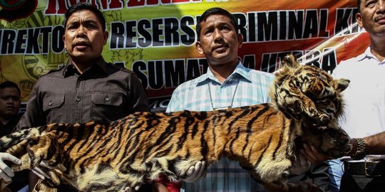Kepolisian Medan Sita Kulit Harimau Senilai Rp 17 juta