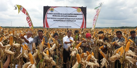 Dua Minggu Lagi Kabupaten Grobogan Siap Penuhi Kebutuhan Jagung Peternak