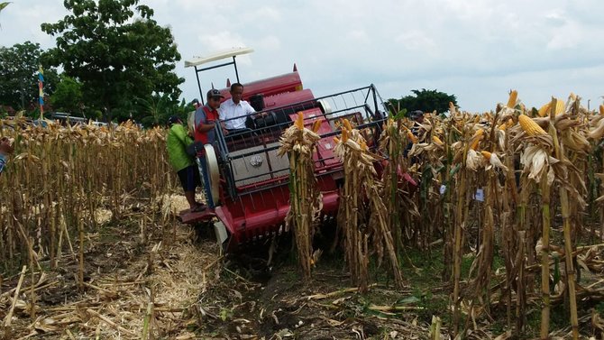 bupati grobogan sri sumarni panen jagung