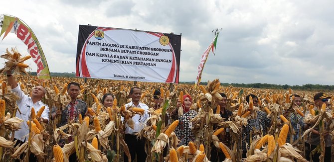 bupati grobogan sri sumarni panen jagung