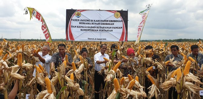bupati grobogan sri sumarni panen jagung