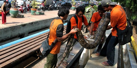 Ular Sanca Sepanjang Tiga Meter Ditemukan di Jakarta Utara