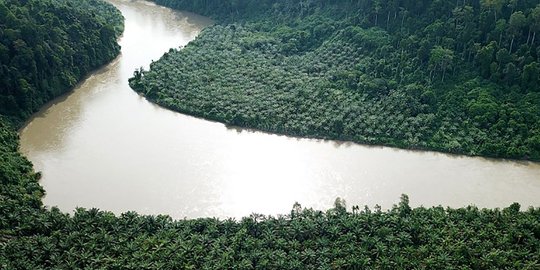 tangkap sekelompok pencuri sawit rev1