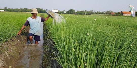 Pemerintah Wujudkan Kemandirian Pangan Lewat Cetak Sawah Baru