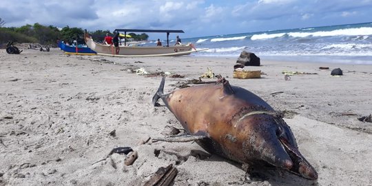 Lumba-lumba Mati Ditemukan di Pantai Kuta