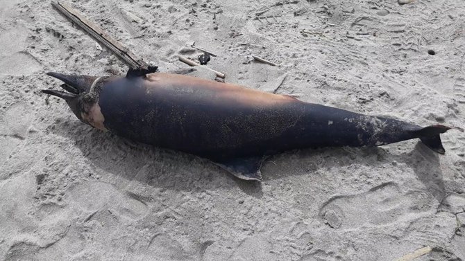 lumba lumba mati terdampar di pantai kuta