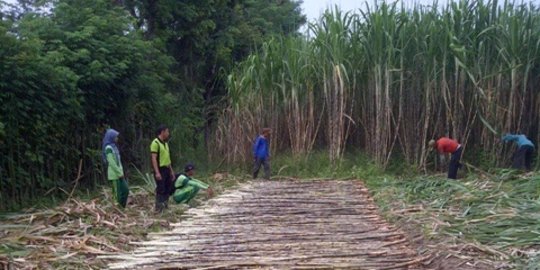 Bertemu Jokowi, Petani Minta Harga Gula Naik Menjadi Rp 10.500 Per Kg