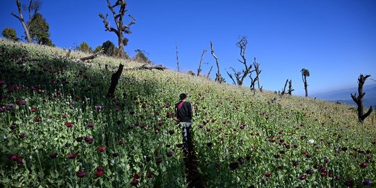 Melihat Ladang Opium di Myanmar