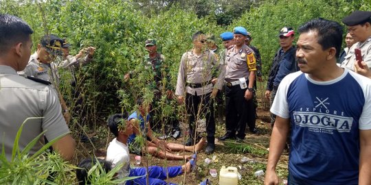 TNI-Polri Gerebek Ladang Ganja di Lahat, 3 Petani Ditangkap