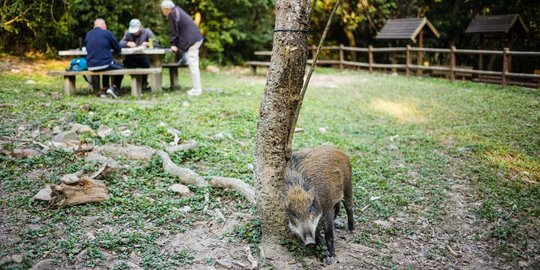 Kala Warga Hong Kong Hidup Berdampingan dengan Babi Hutan