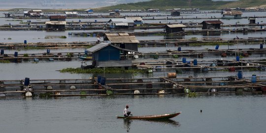 Menengok Petani Ikan Air Tawar di Waduk Jatiluhur
