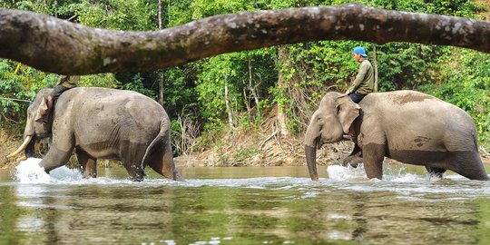 32 Gajah Ngamuk Rusak Belasan Hektar Lahan di Aceh, Warga Takut Berkebun