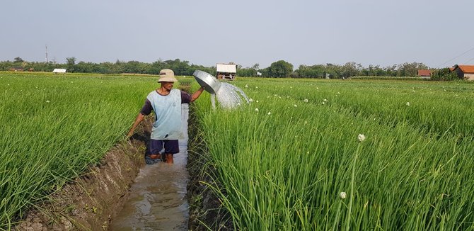 ilustrasi sawah