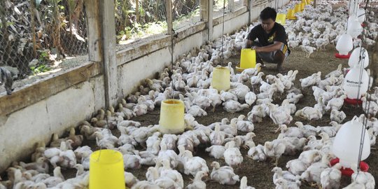 Peternak: Beras Busuk Bukan Pakan yang Tepat