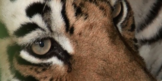 Pembunuh Tiga Harimau di Riau Dituntut 4,5 Tahun Penjara