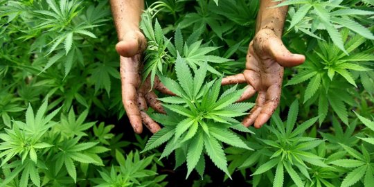 Butuh Penelitian Panjang untuk Teliti Manfaat Ganja bagi Kesehatan