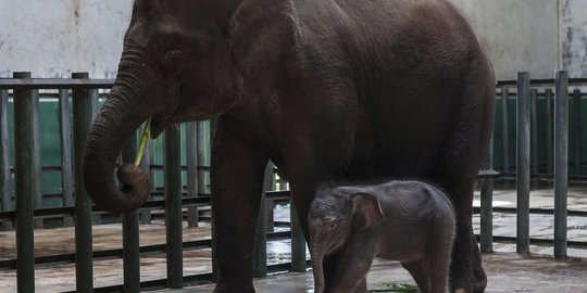 Gajah Jantan Mati, Kebun Bintang Solo Bingung Cari Pengganti