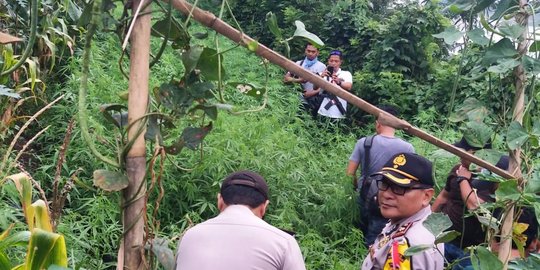 Ladang Ganja Seluas 1,5 Hektare Ditemukan di Purwakarta